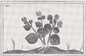 nanahuaxihuitl.jpg (36,3 Ko)