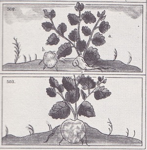 tzipipahtli.jpg (54,2 Ko)