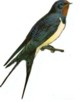 Image.cuicuitzcatl2.jpg (3 Ko)