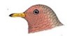 Image.tlacahuilotl.jpg (2 Ko)