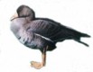 Image.tlalalacatl.jpg (3 Ko)