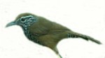Image.tlathuicicihtli.jpg (3 Ko)
