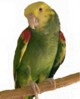 Image.toztli.jpg (3 Ko)