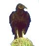 image.tzopilotl.jpg (2 Ko)