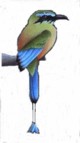 Image.xiuhapalquechol.jpg (3 Ko)