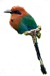 Image.xiuhquechol.jpg (10,5 Ko)