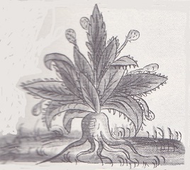 ocopiyaztli.jpg (27,2 Ko)