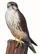 tlohcuauhtli.JPG (5 Ko)