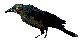 tzanatl.JPG (2 Ko)