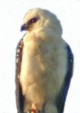 yohualcuauhtli3.jpg (3 Ko)