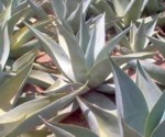 agaves2.jpg (9 Ko)