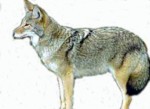 coyotl.jpg (6 Ko)