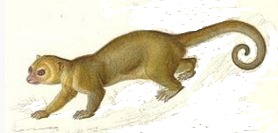 kinkajou2.jpg (18,5 Ko)