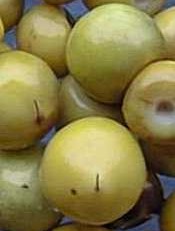 nanches.jpg (10 Ko)