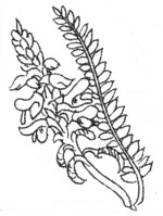 nextamalxochitl2.jpg (11 Ko)