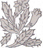 nohpalxochitl.jpg (20,8 Ko)