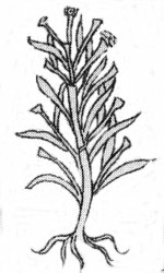 nopallacotl2.jpg (13 Ko)
