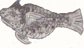 ocelomichin2.jpg (10 Ko)