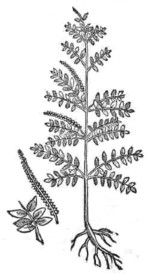 ocopetlatl.jpg (13 Ko)