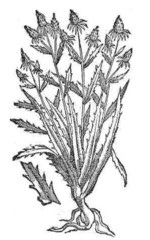 ocopiyaztli.JPG (14 Ko)