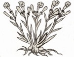 omixochitl.jpg (8 Ko)