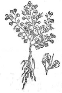 tepetzicxihuitl.jpg (17 Ko)